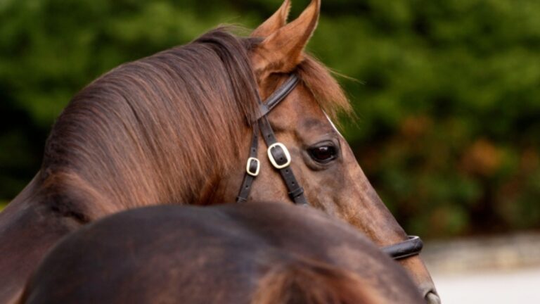【非売品】クールモア・スタッド (海外競馬・種牡馬) 私たちについて - Coolmore