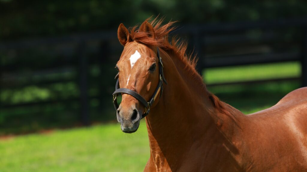 Coolmore-America-About-Us-