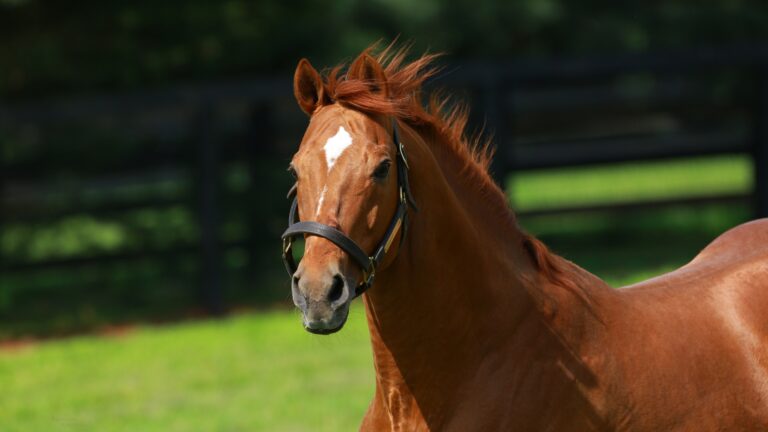 【非売品】クールモア・スタッド (海外競馬・種牡馬) Coolmore-America-About-Us-
